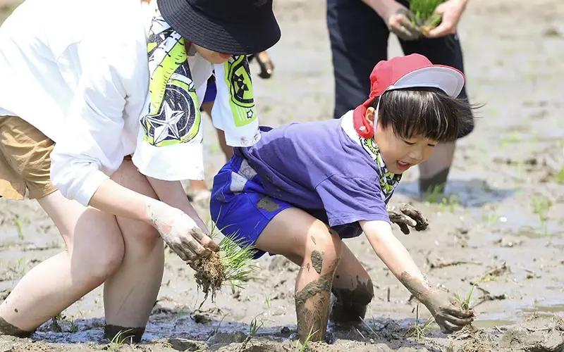 春の行事、田植え